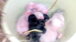 ОКРОЛ в -15/ Мой опыт/Зимнее КРОЛИКОВОДСТВО/