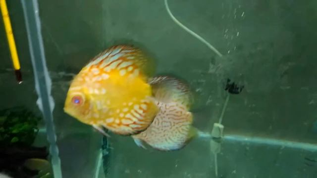 #УФ-лампа(#стерилизатор). Зачем она нужна в #аквариуме. Часть 2. #UV-Sterilisator für #Aquarien. смотреть онлайн