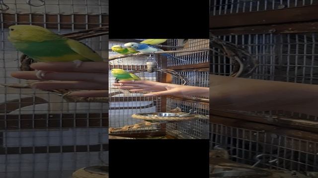 Приучение волнистиков к рукам.mp4 смотреть онлайн