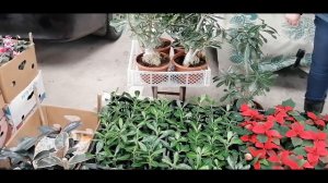 Цветочный рынок Краснодар 25 ноября 20 г Обзор