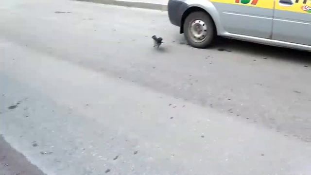 НАГЛАЯ ВОРОНА! ВОРОНА НАПАЛА НА КОТА. смотреть онлайн