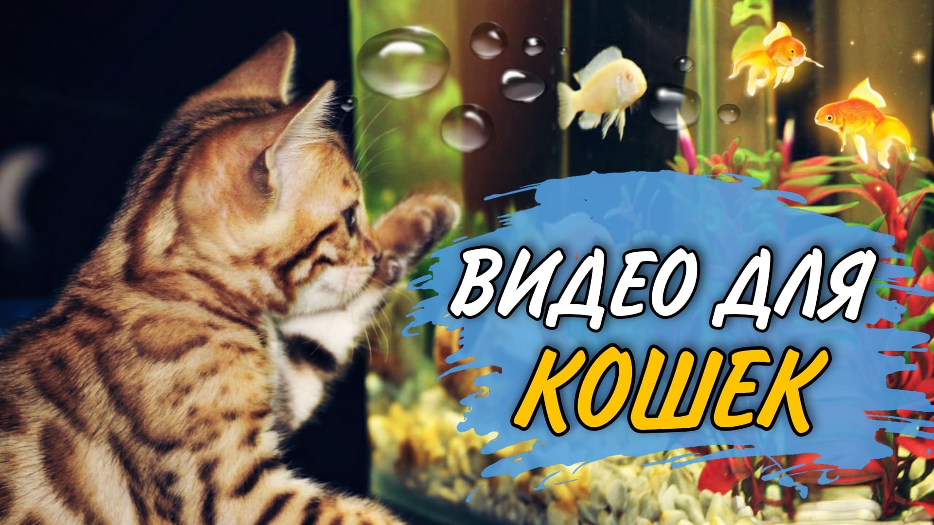 Игра для кошек на экране рыбки. Рыбки для кошки на экране. Игра коту на мониторе рыбки.