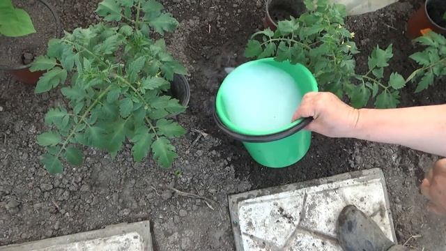 Перше та дуже важливе підживлення розсади помідорів після посадки в грунт