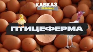 Кавказ накормит. Птицеферма