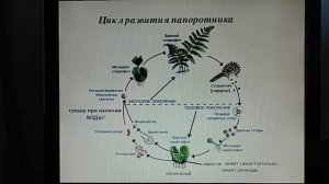 Адамчук Людмила Євгеніївна. Папороті. Біологія, 6 клас