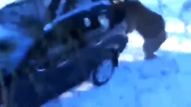 Это жесть!!!!!!! медведь мочит!!!!!Съездили, б дь, на рыбалку смотреть онлайн