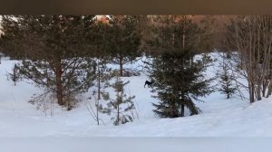 Вечерняя прогулка с собакой. Цвергпинчер по имени Бруно.