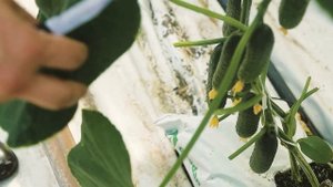 Огурец Аристан F1 производства Бейо Заден