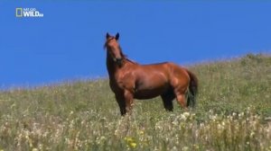 Мир дикой природы: Американские прерии