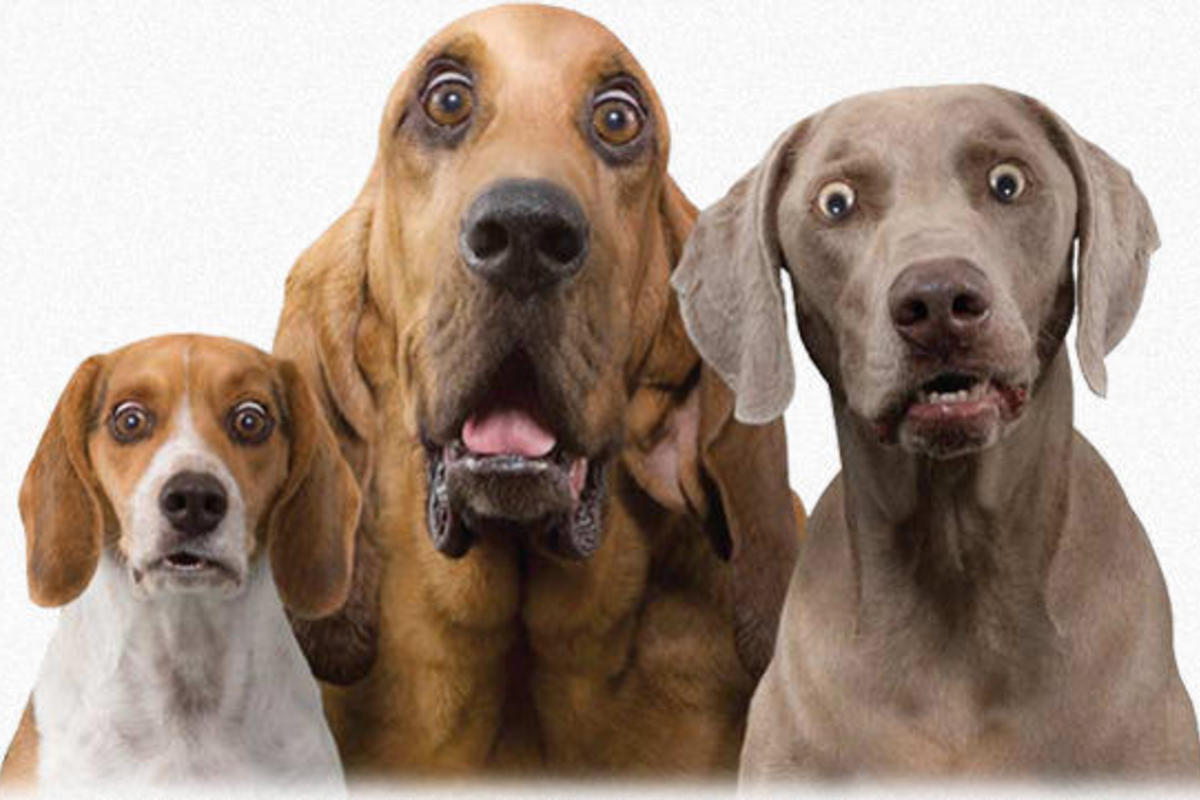 ЭХ ДА ! УЧУДИЛА КанадА !!!... смотреть онлайн