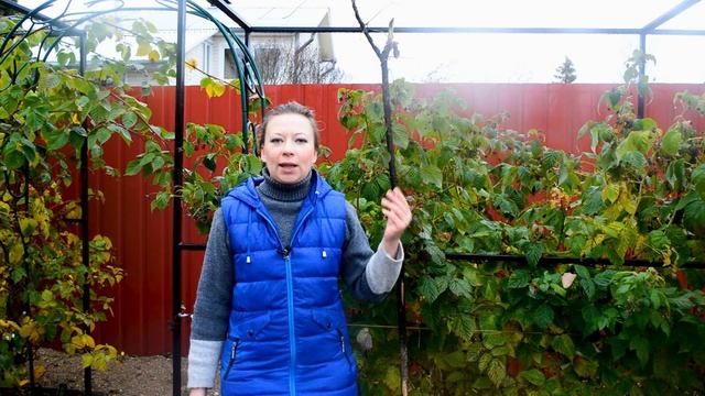 Обрезка малины на зиму. Как правильно обрезать ремонтантную малину осенью, чтобы урожая стало больш смотреть онлайн