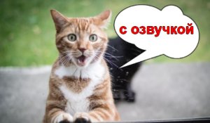 Приколы с котами! Смешные коты с ОЗВУЧКОЙ! Cмешные пародий животных 2022