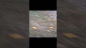 ЗОМБИ АПОКАЛИПСИС 1-Я СЕРИЯ