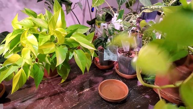 NEON POTHOS (Epipermnum Aureum) CARE AND PROPAGATION | Look At These Leaves #houseplants #plants смотреть онлайн