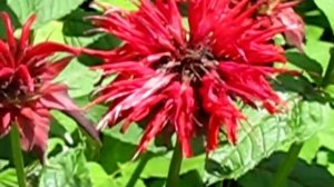 Квашеные лисички грибы.m4v