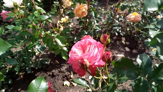 МИДСАММЕР (Midsummer), Tantau Германия, 2007 г. Флорибунда (Floribunda) смотреть онлайн