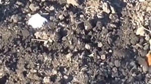 Высадки лука. Посадка лука для выращивания семян