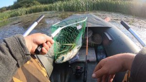 Трофейный жерех (4 кг) на малой реке. Норстрим Ультра в деле