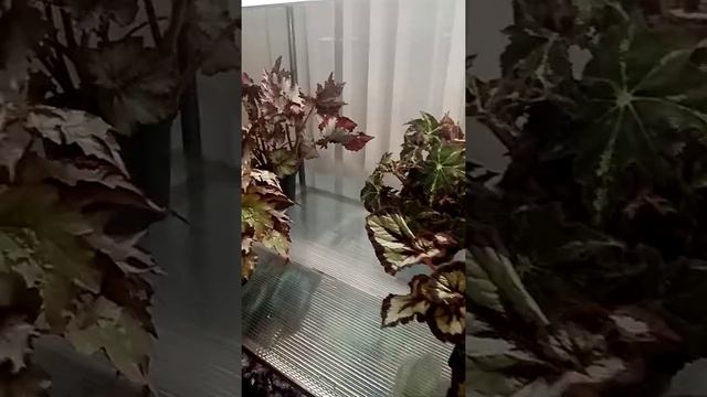 Освещение для цветочных стеллажей.