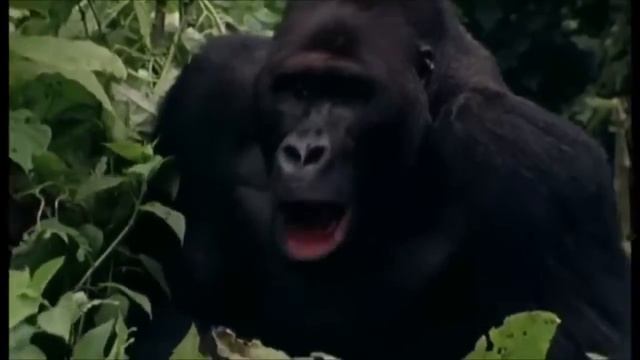 Best Gorilla Attack Compilation - Wildlife Films смотреть онлайн
