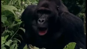 Best Gorilla Attack Compilation - Wildlife Films