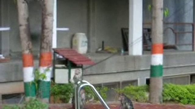 Индийские макаки купаются в бассейне смотреть онлайн