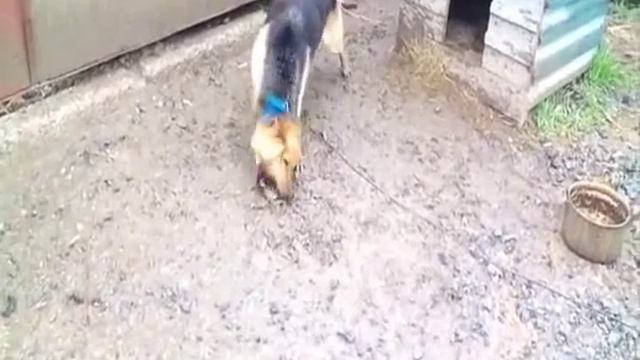 Фенимор купер