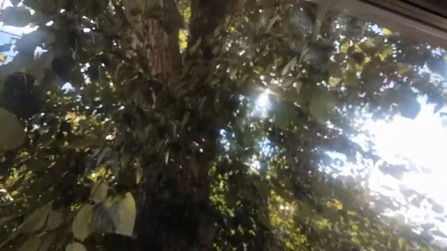 Уже осень, а листья еще зеленые!!!!!!!!!!!!!! ФОТО НА ПАМЯТЬ смотреть онлайн