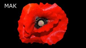 Учим цветы (растения). Развивающее видео для детей.