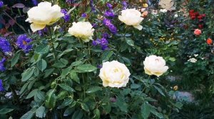 Роза Джалита (Jalitah)---устойчивая , постоянноцветущая маленькая Золушка.