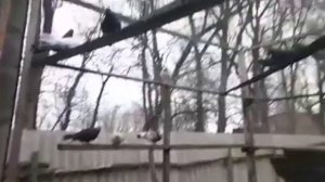 // ГОЛУБИ // СЕРПАСТЫЕ 🔥ТАРАН МИХАИЛ // Т-89381484101 // СТ. ЕГОРЛЫКСКАЯ РОСТОВСКАЯ ОБЛ 🔥7.02.20.