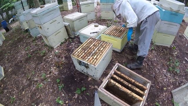 Покупка и подсадка чистопородных маток Карника 2018 г смотреть онлайн