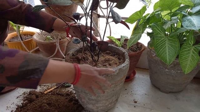 How To Planting Of Pseuderanthemum (Guldaudi) Plant In Pot @ Home.
