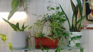 Вернула на места. Комнатные растения.