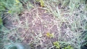 как поймать грызуна в огороде! рабочий способ! лайфхак!