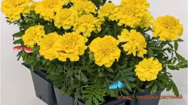 Бархатцы отклоненный Еллоу Би ? бархатцы Еллоу Би обзор: как сажать семена бархатцев Еллоу Би смотреть онлайн