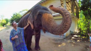 Шри-Ланка 2023 | Часть 10. Слоны в Канди (часть 2)