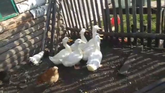 Забой уток Черри Велли и Стар 53