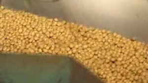 Где можно приобрести семена для предстоящей посевной, какие выбрать сорта, когда нужно начинать подг