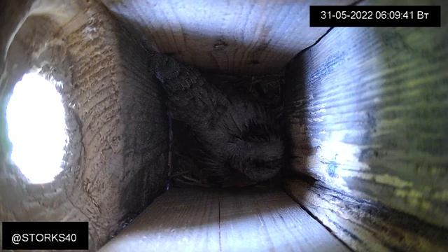 Вертишейка или воробьи? Кто займет этот домик смотреть онлайн