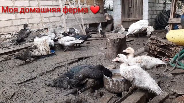 Утята не могут отмыть себя от грязи ? смотреть онлайн