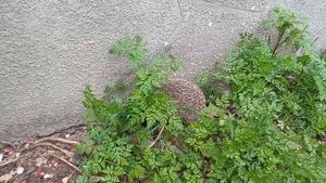 обыкновенный Ёжик в природе