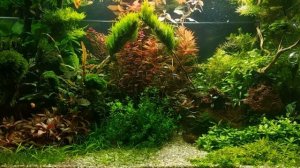 ГУППИ. Содержание, уход, размножение