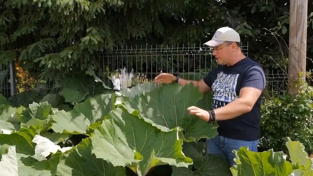 Белокопытник. Часть 1. смотреть онлайн