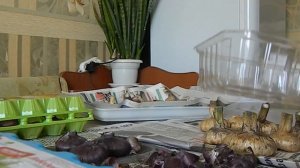 Гладиолус.Луковицы гладиолусов. Как хранить гладиолусы.