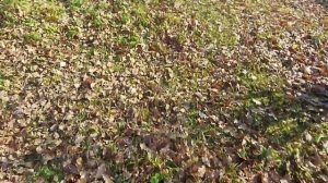 Поиск монет у дома на участке. Медь, есть.