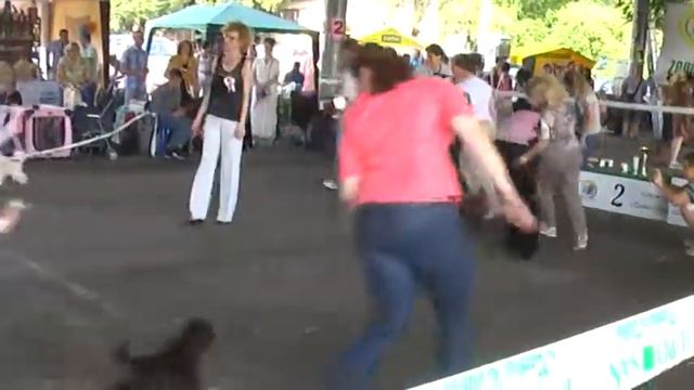 Лучший пудель украинского разведения смотреть онлайн