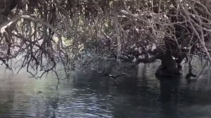 Mangrove forests of Qeshm. ⠀ جنگل هاي حرا در قشم ⠀ Мангровые леса на острове Кешм. ⠀