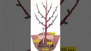 Декоративная груша