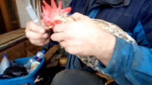 Петух заболел, что делать.